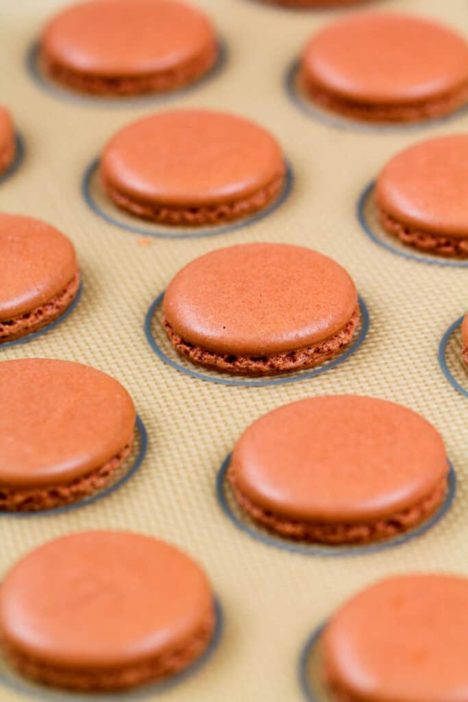 烤姜饼未曾贝壳的形象