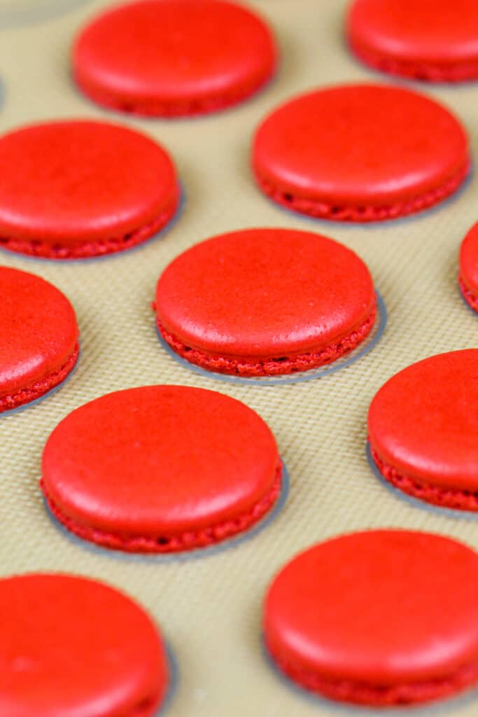 红天鹅绒贝壳图像