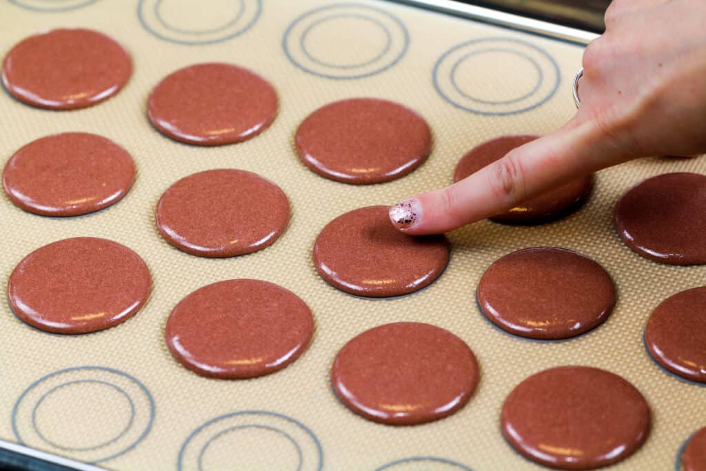 图像的棕色法国未曾壳已经休息,并且成立了一个皮肤