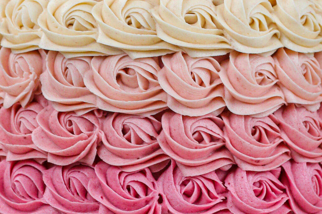 近距离拍摄的完美的粉红色渐变奶油色玫瑰结，由切尔西白