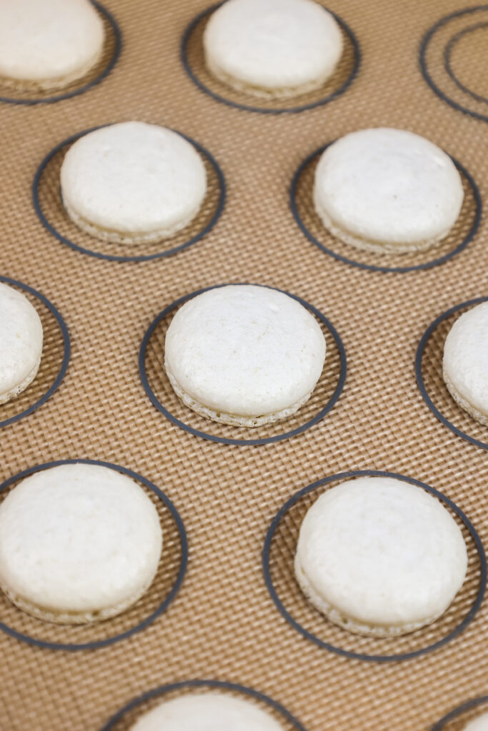 已烘烤的香草玛拉氏壳的形象，有完善的脚